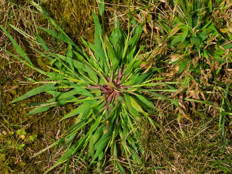 Honolulu, HI