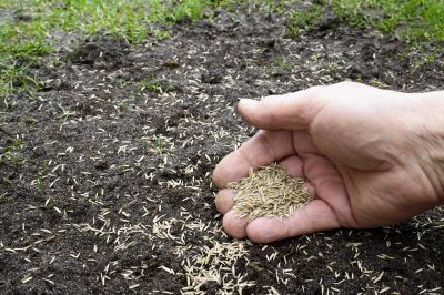 Bermuda Grass Seeding in Ventura County, CA