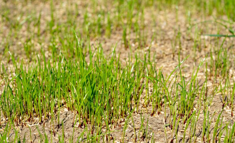 Commercial Lawn Seeding in Ventura County, CA