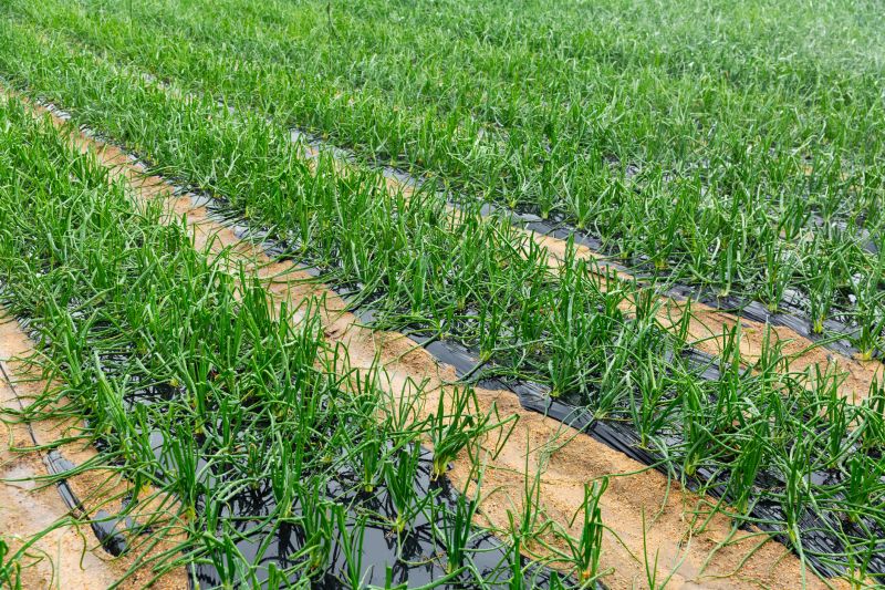 Seedings on Reclaimed Land