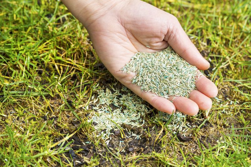 Grass Seed Spraying in Ventura County, CA