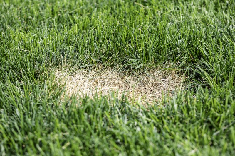 Lawn Fungus Treatment in Ventura County, CA