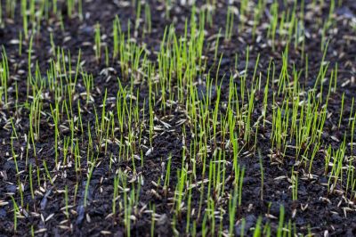 Lawn Reseeding Service in Ventura County, CA