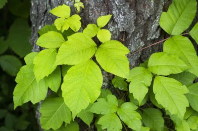 Poison Ivy Removal in Harford County, MD