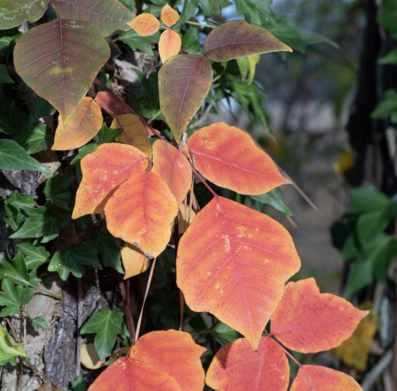 Poison Ivy Removal in Lancaster County, PA