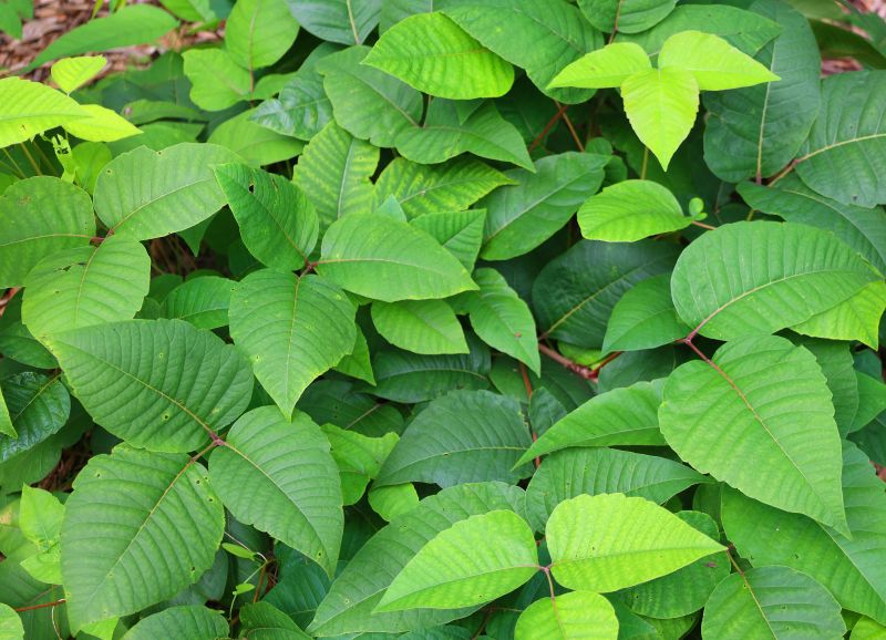 Poison Oak Removal in Philadelphia, PA