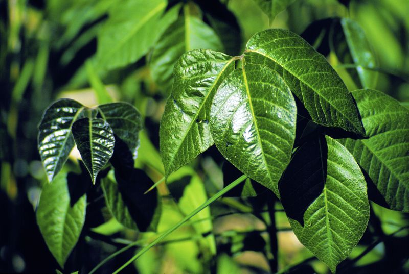Poison Oak Removal in Newark, DE