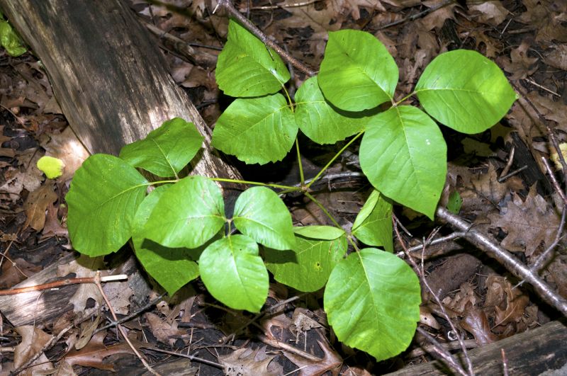 Poison Oak Removal in Pottstown, PA
