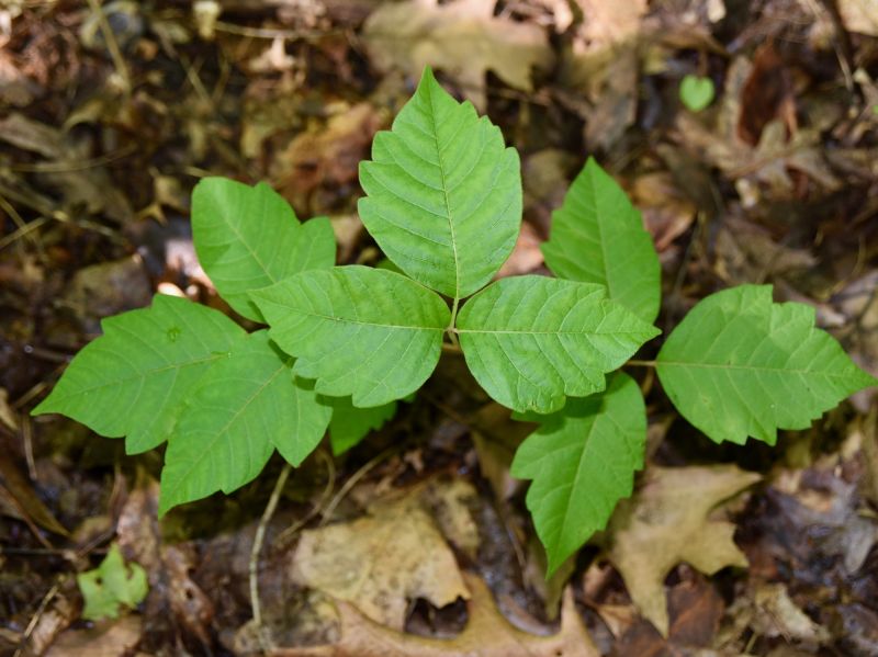 Poison Oak Removal in Pottstown, PA