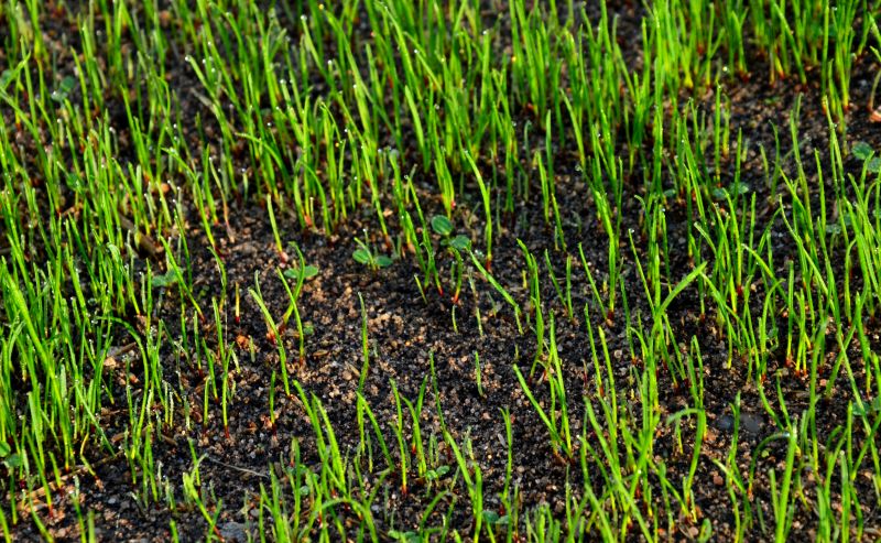 Post-Seeding Fertilization