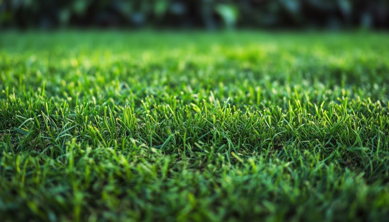 Ryegrass Sod Installation in Ventura County, CA