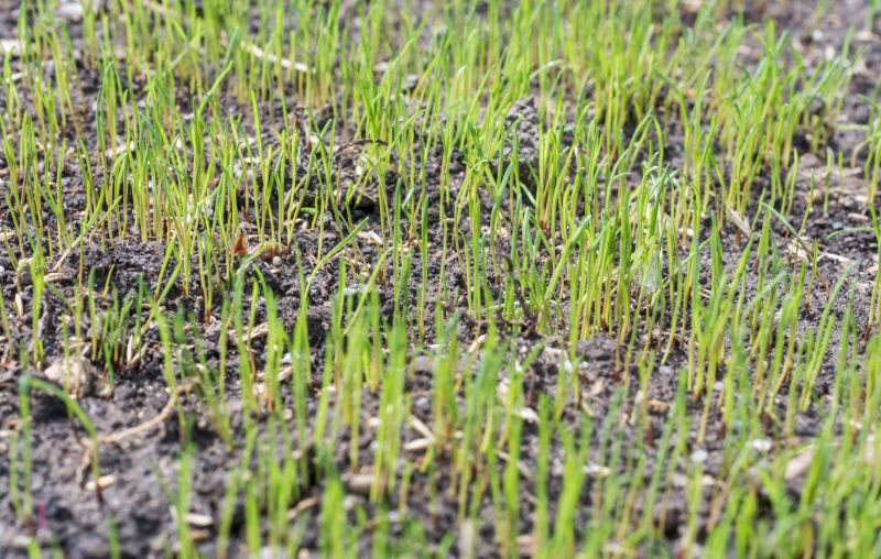 Spring Grass Seeding in Ventura County, CA