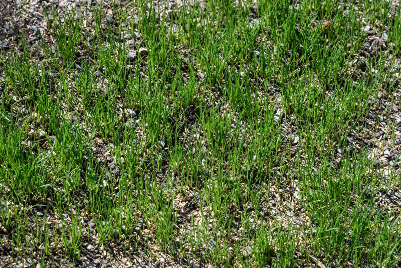 Spring Grass Seeding in Ventura County, CA