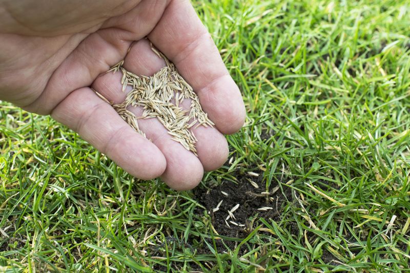 Spring Lawn Overseeding in Ventura County, CA