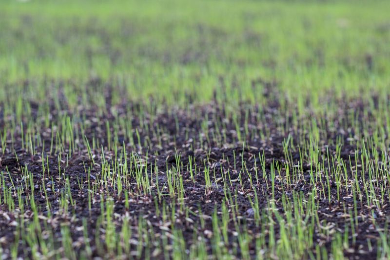 Spring Lawn Overseeding in Ventura County, CA