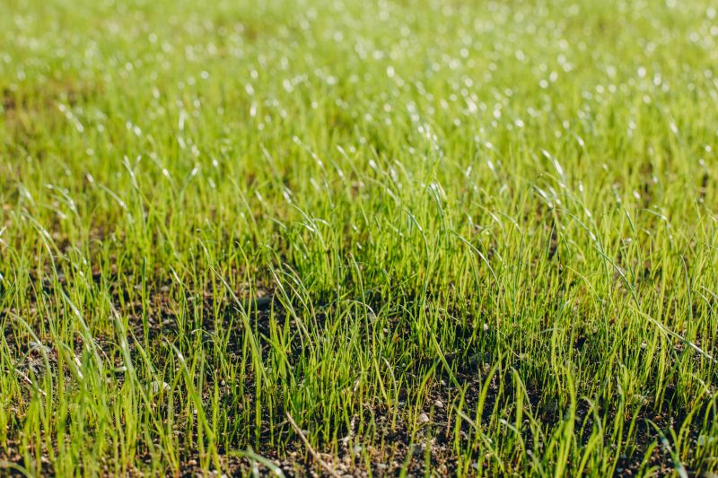 Spring Lawn Overseeding in Ventura County, CA