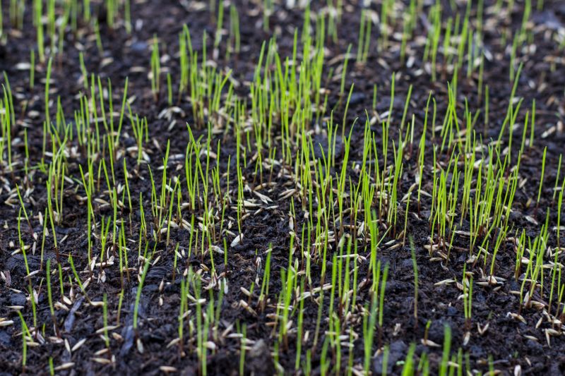 Turf Seeding in Ventura County, CA