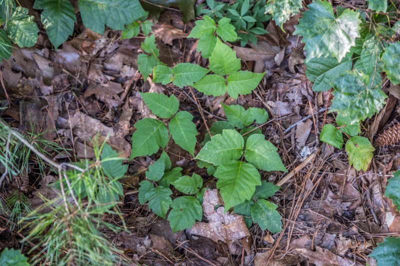 Poison Oak Removal in Philadelphia, PA
