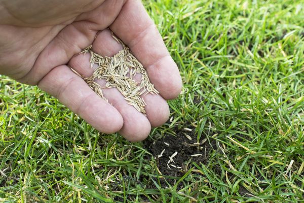 Revegetation